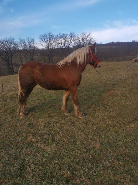 Manza tanara un an jumate