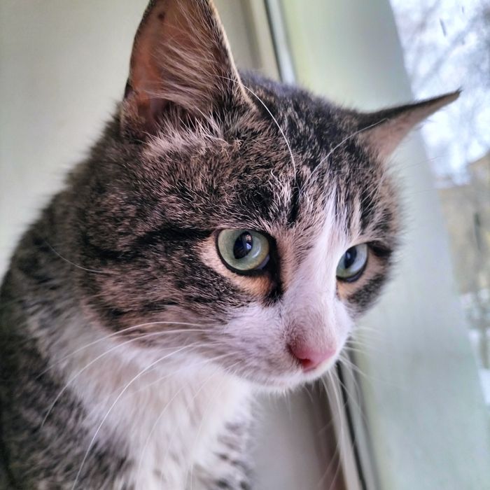 Красавец котик кастрат