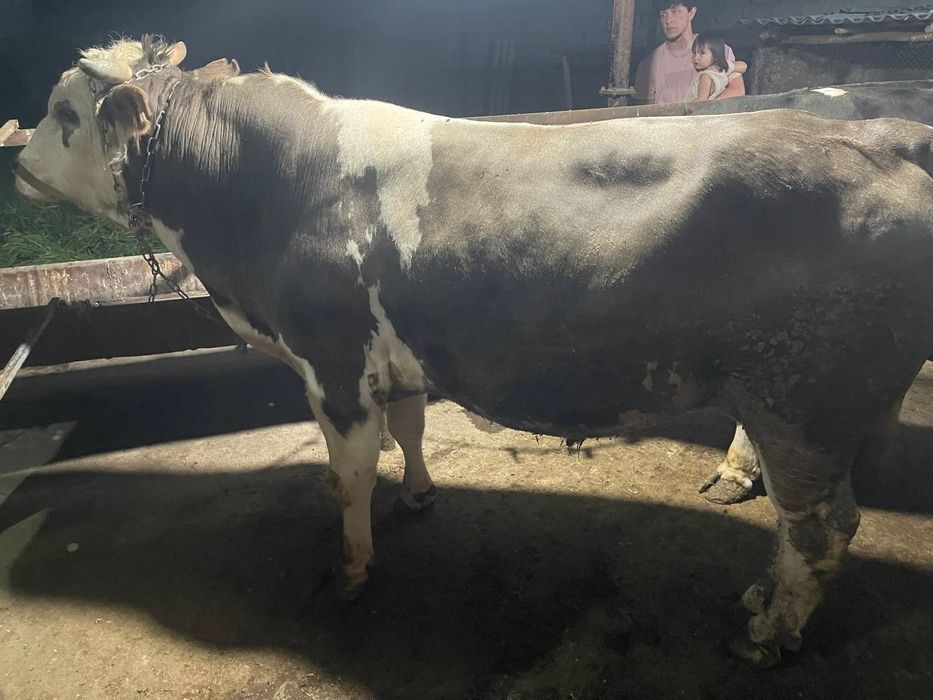 Assalomu aleykum Qurbonlik ucun qoylar va molar