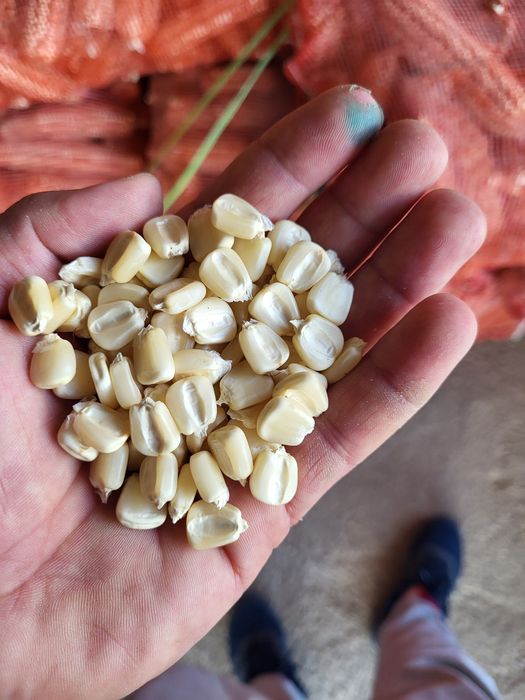 Белая Кукуруза. Ақ жүгері.