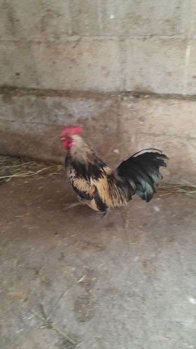 Продам карлик шустрый