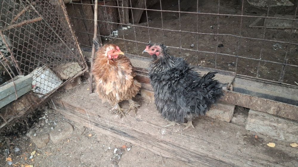 Damashni Tovuqlar Sotiladi