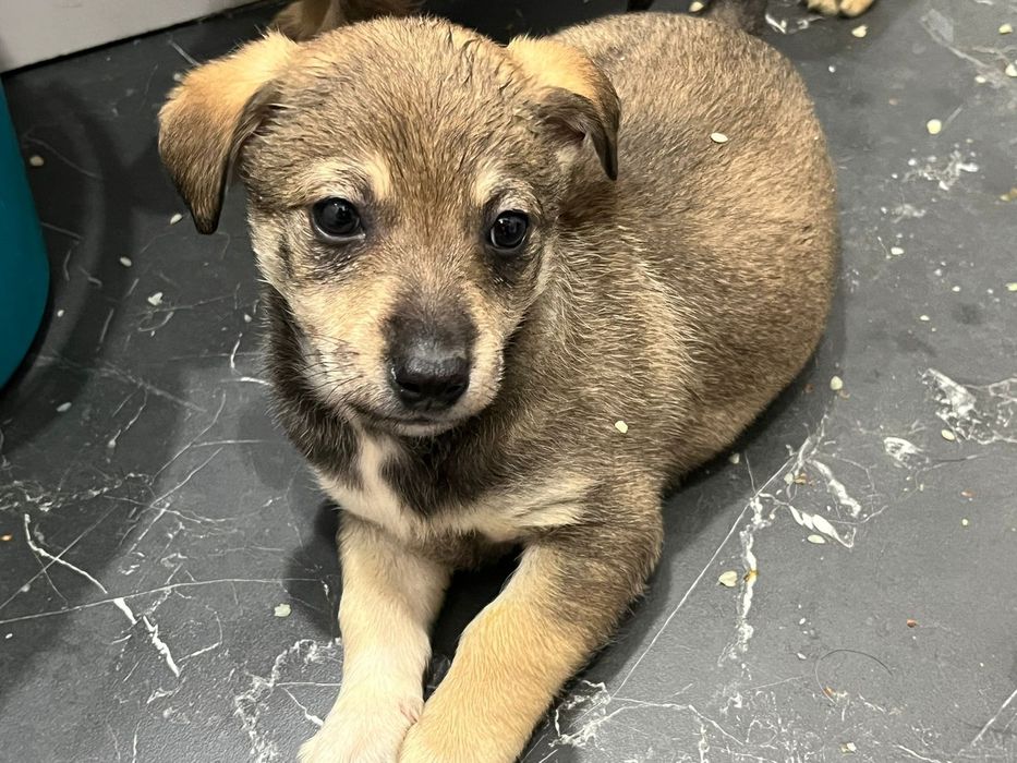 Отдам щенков бесплатно