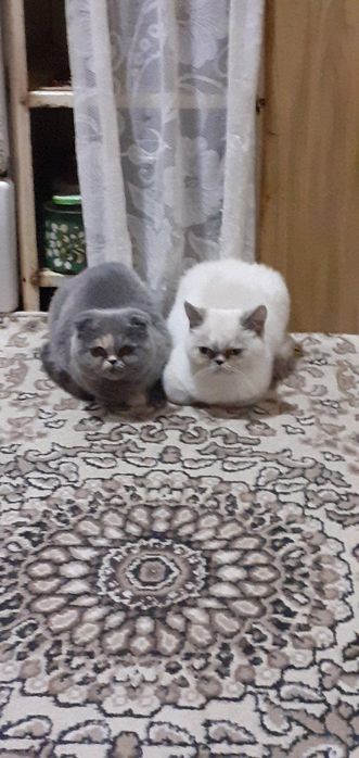 Продаются два экзота