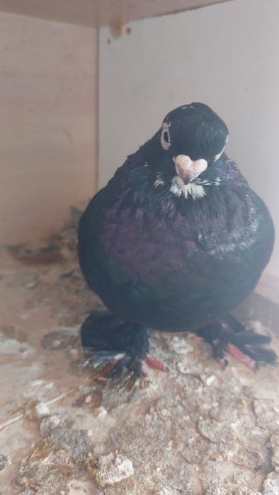 Голуб лысый самец соч