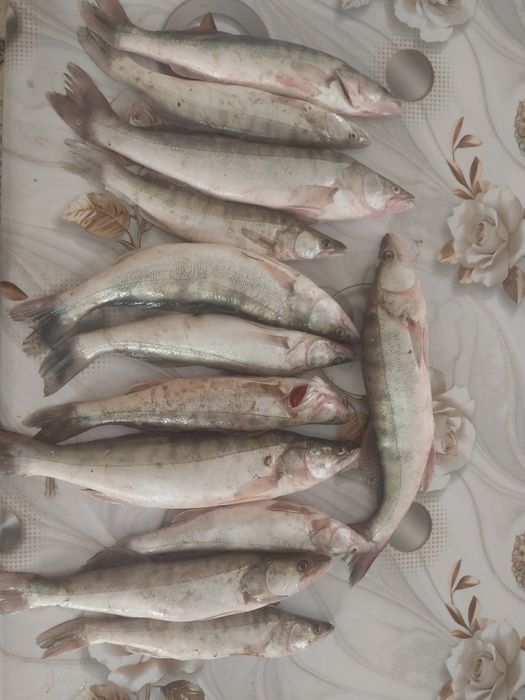 12 судак бар 500₸ ден