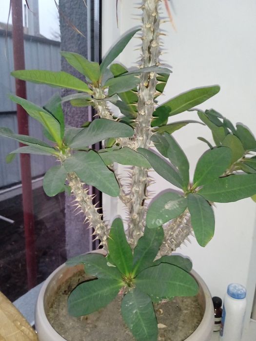 Молочай миля продам  растение