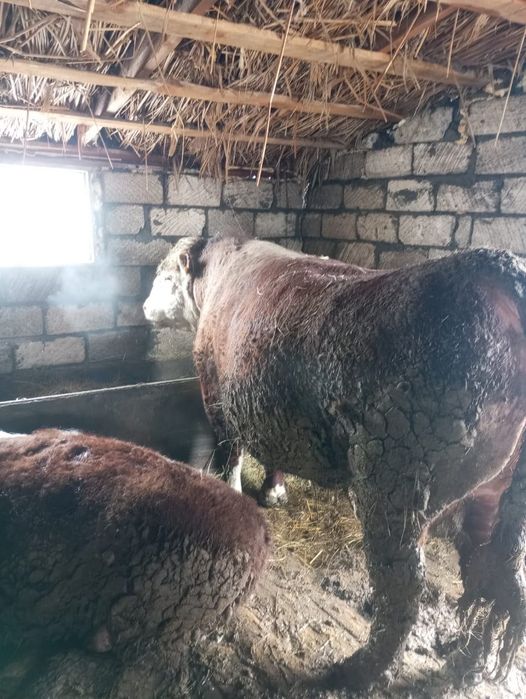 Букалар, быки откормда тур сатылады