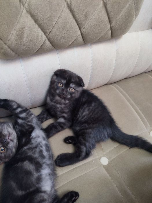 Шотландские кошки