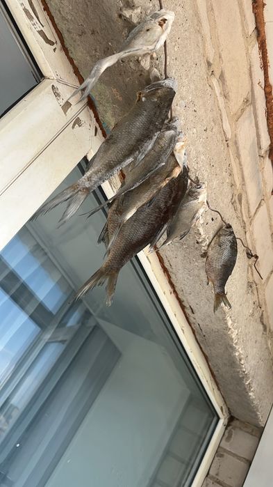 Электрическая духовка
