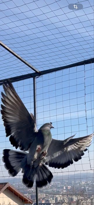 Takla jucatori turcești calitate garantată de joc