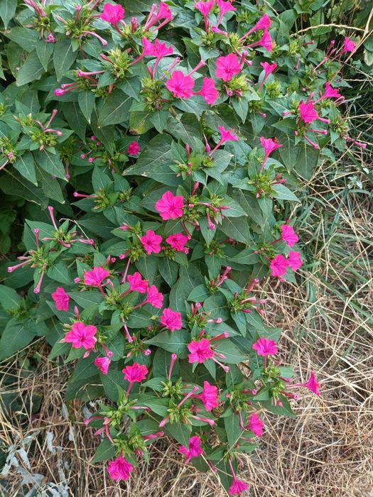 Noptițe, semințe 200 bucăți