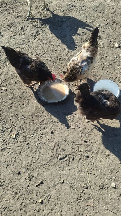 Продам курей и петухов.