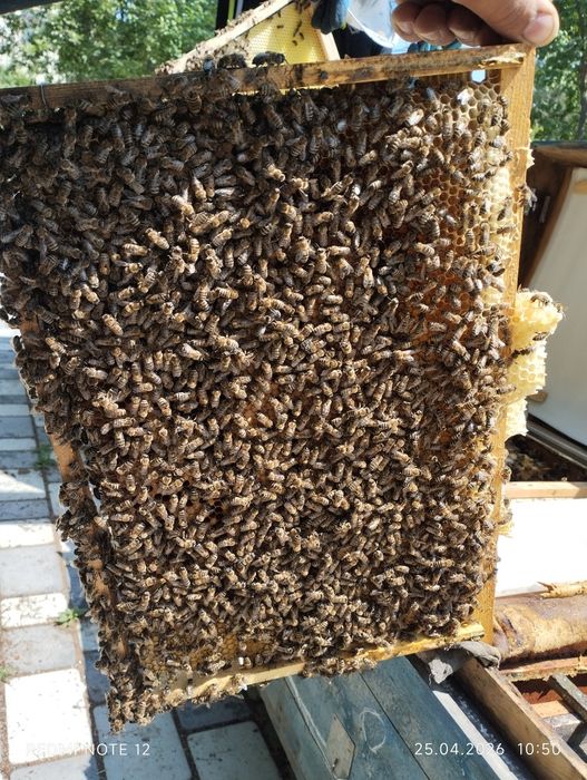 Асалари оилалари