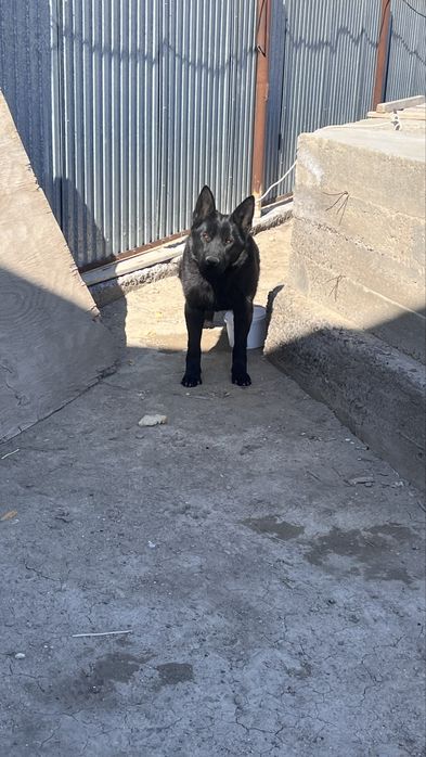 Овчарка 6/7 месяца уатсап жазңдар…