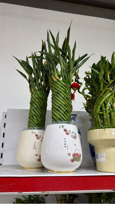 Бамбук в керамике