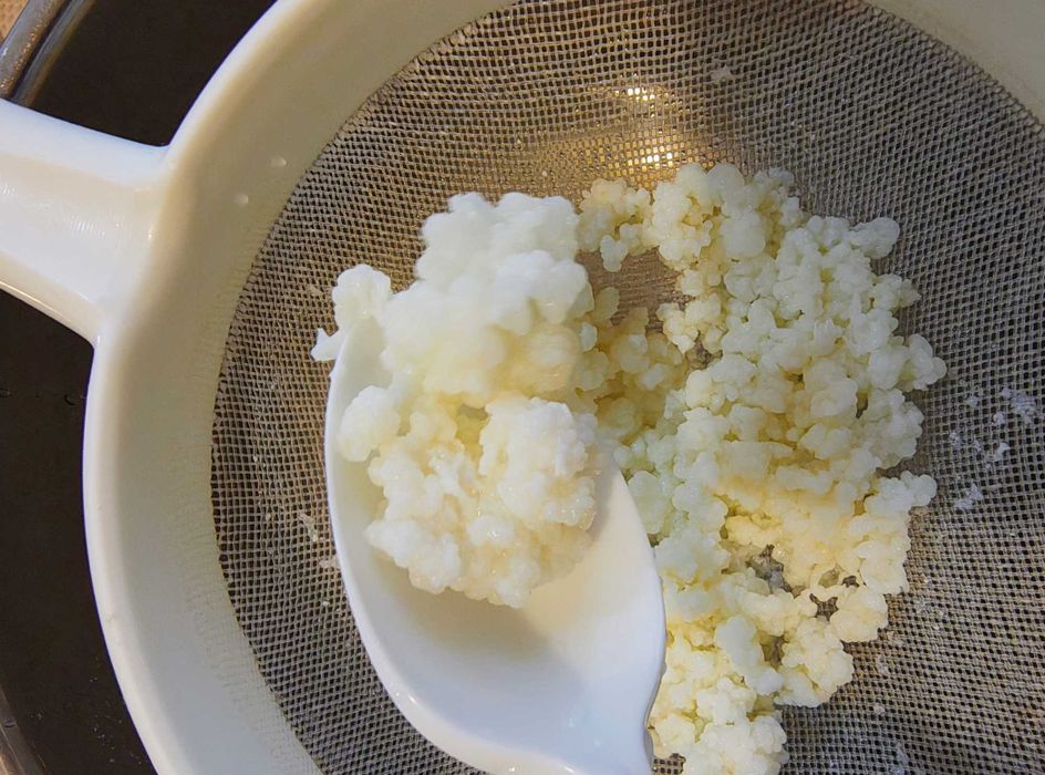 Ciuperca tibetana kefir lapte apa Kombucha