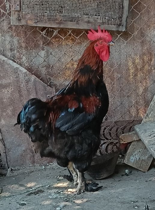 De vînzare cocos