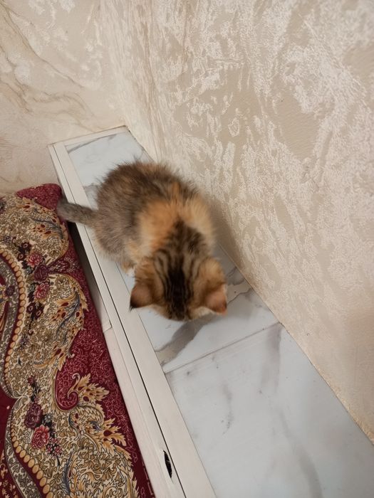котёнок девочка принцесса  2 месяца