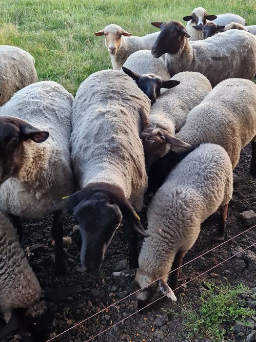 De vânzare miei berbec de sufo