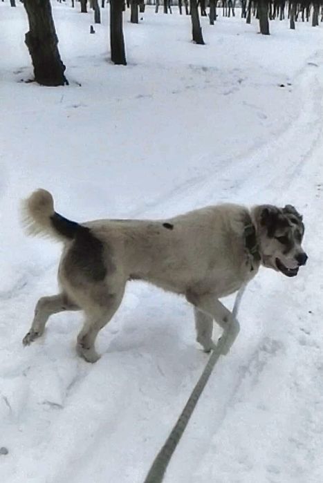 Алабай.Тобет.Боец.Ит.Қазақы тобет