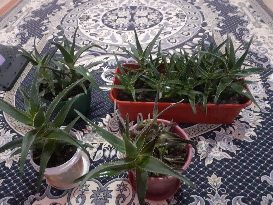 Алоэ                             .