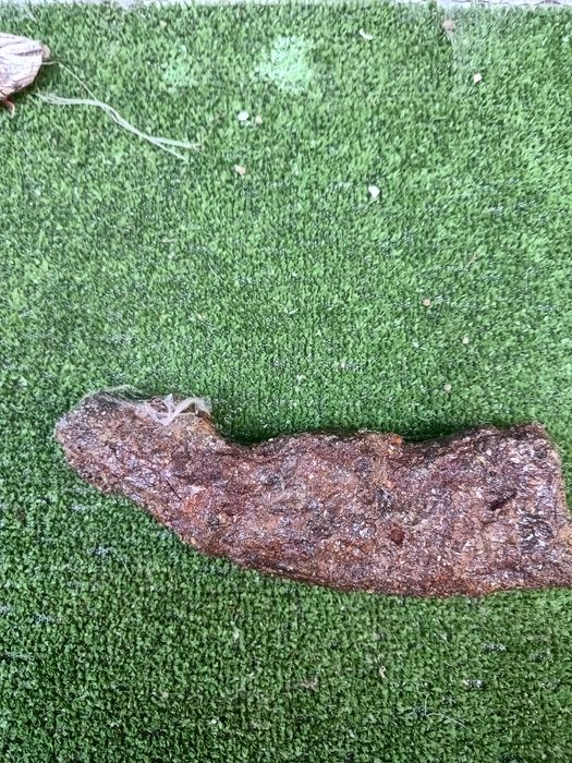 Парче от рог на саровременна котва