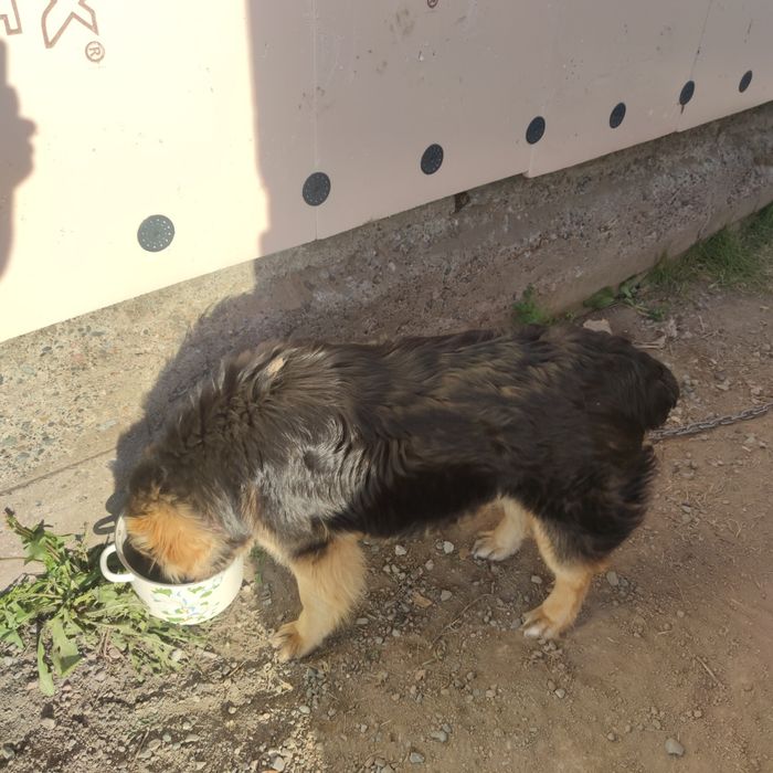 Отдам в добрые руки