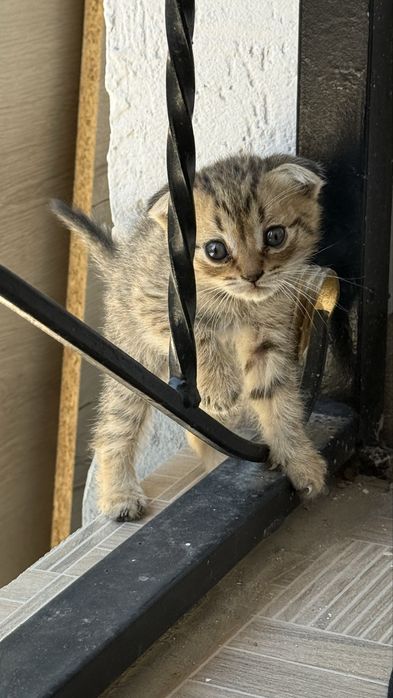 Шотландский вислоухий