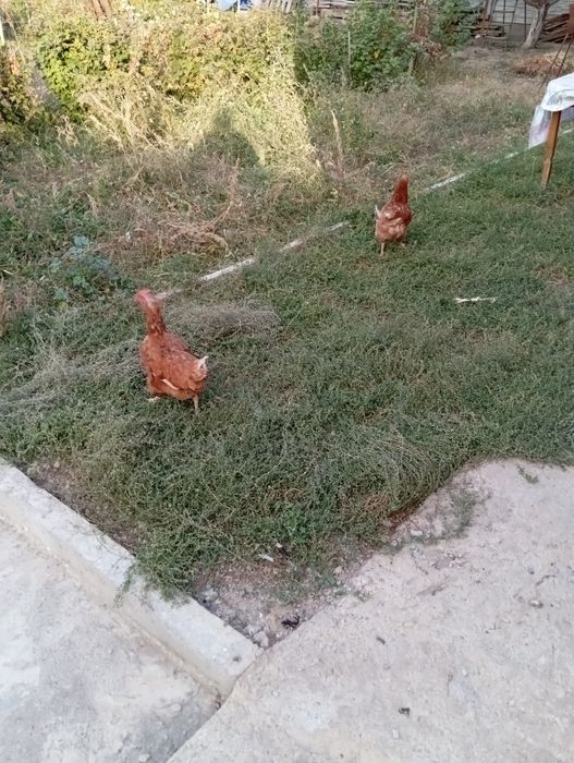 Продам курей несушек
