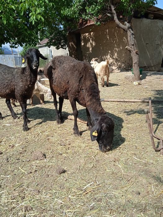 Қойлар сатылады жақсы