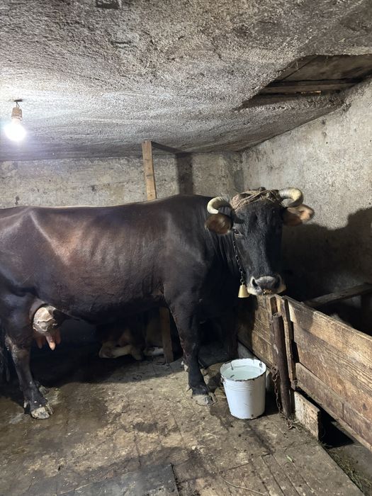 vaca Metis  cu vitel