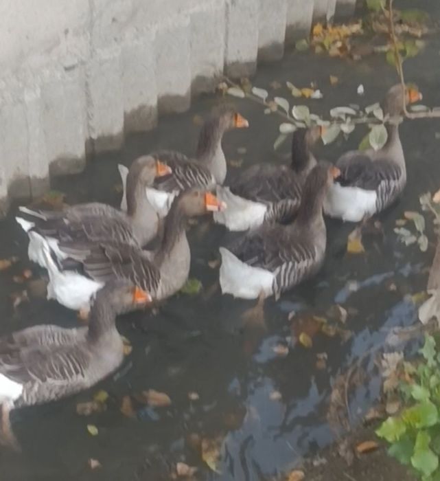 Рассийиски крупний серий гозлар сотилади