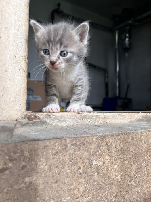 Отдам котят безоплатно