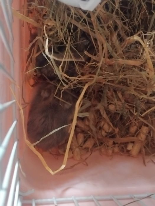 Hamsteri albi de vânzare si pui