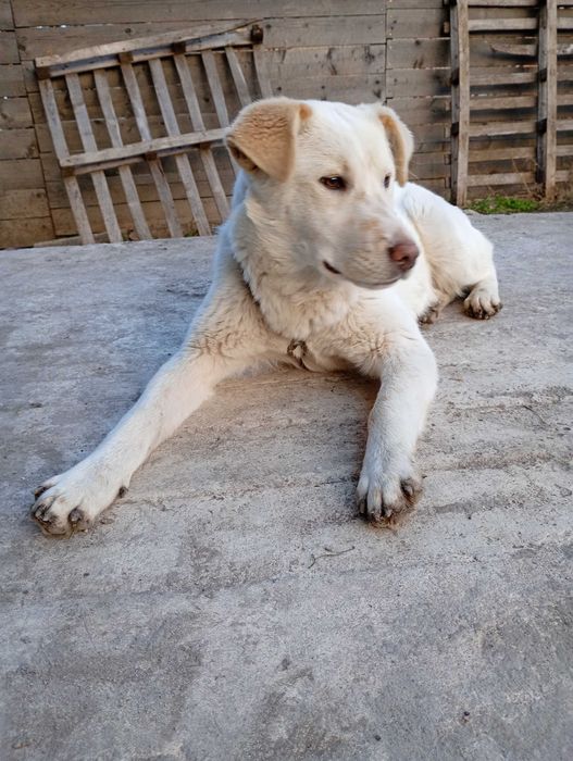 Подарявам бяло кученце