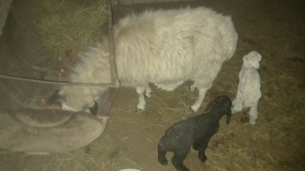 Egiz bolali quy sotiladi