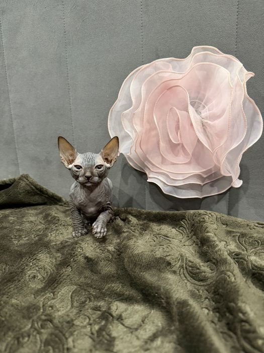 Очаровательные сфинксы