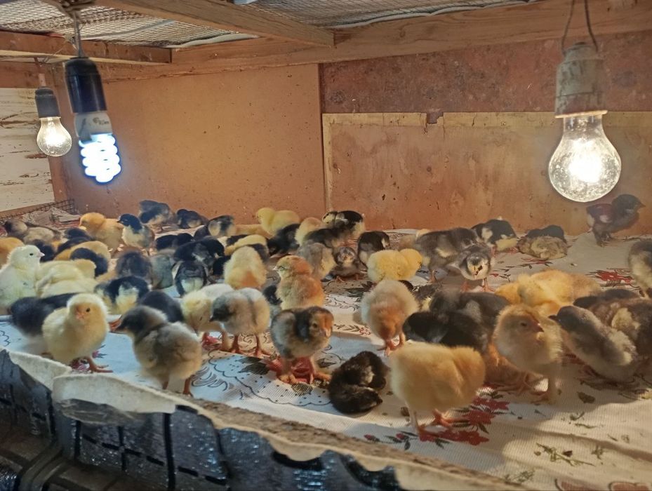 Jujalar sotiladi 3 kunlikdan 1 oylikkacha