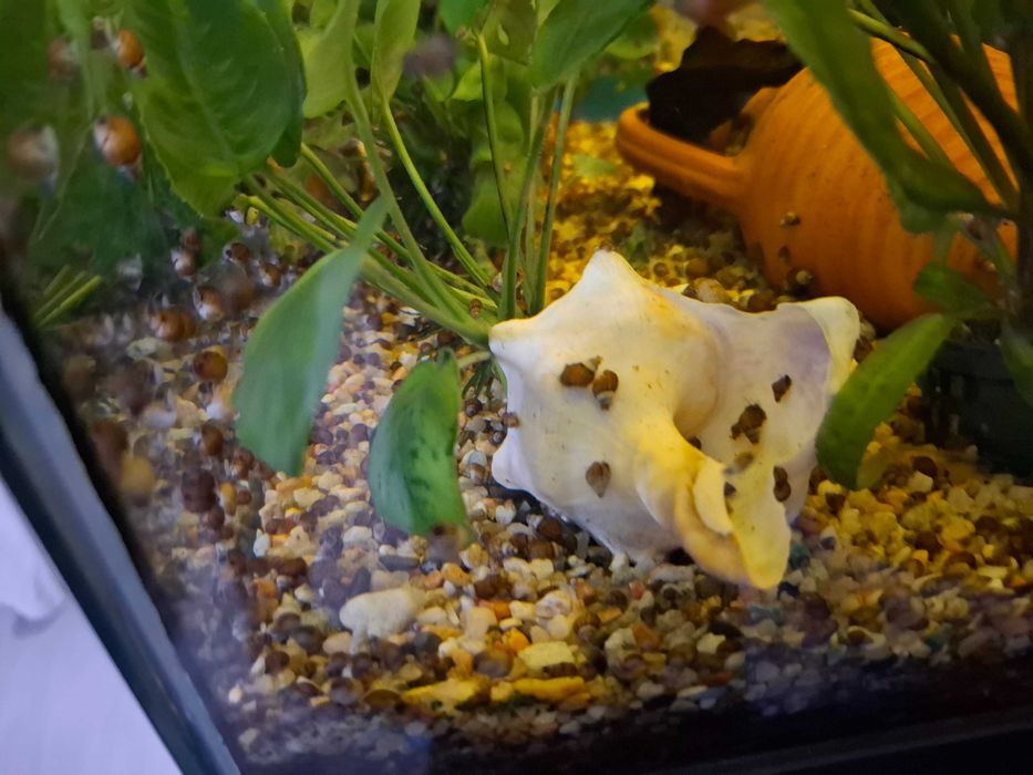 Охлюви мелания / Malaysian trumpet snails