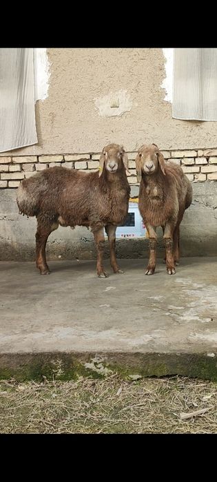 Тозза Арашан ку́зи кучкорлалимизнинг биттаси сотилади