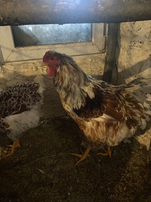 Vand Cocosi matase japonez,araucana,wyandotte gsg,splash  si argint
