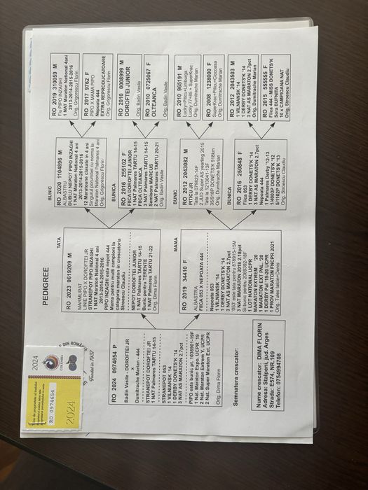 Porumbei fond maraton