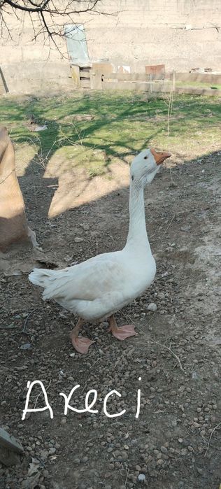 Гусыня  Халмагор помесь