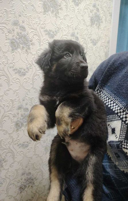 Отдам в добрые руки! Щенки средней породы / Kuchuk bor
