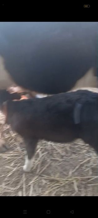 бұзаулы сиыр сатылады