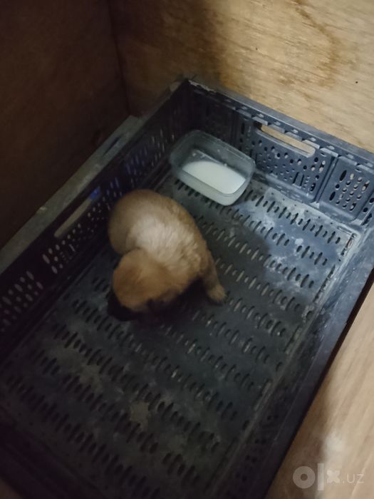 Щенок бежевый маленький