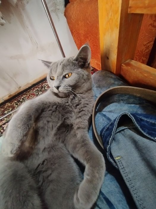 Zotli mushuk скоттиш страйт