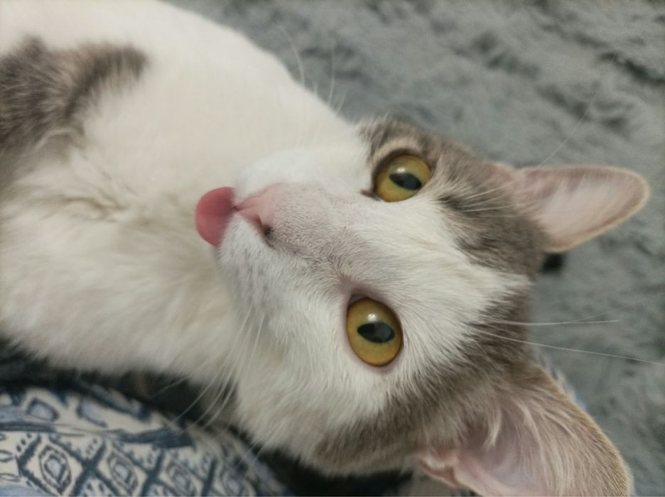 Срочно котик в добрые руки