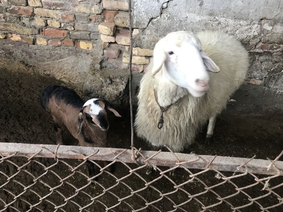 бараны срочно продуются